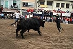 Los toros cerriles cierran las fiestas de Moncofa