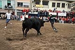 Los toros cerriles cierran las fiestas de Moncofa