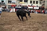 Los toros cerriles cierran las fiestas de Moncofa