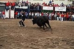 Los toros cerriles cierran las fiestas de Moncofa