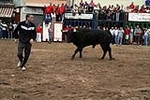 Los toros cerriles cierran las fiestas de Moncofa