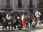 Cientos de ondenses bendicen sus animales