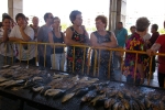 300 kg de sardinas