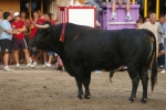 Arrancan las exhibiciones taurinas