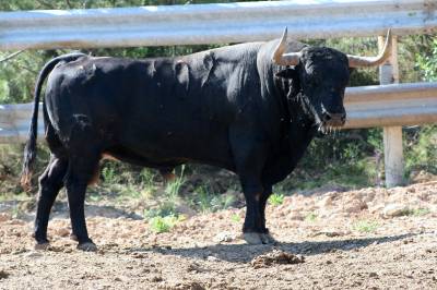 La penya EL BOU adquiere tres astados  para celebrar su decimo aniversario