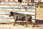 Los actos taurinos se retoman con normalidad