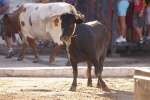 Los actos taurinos se retoman con normalidad