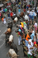 El encierro de 26 toros de Jose Vicente Machancoses discurre sin peligro