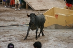 José Vicente Machancoses se proclama ganador del XXIII concurso de ganadería de 