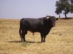 Las ganadería de Hnos. Sampedro y Osborne, abrirán el cartel taurino de las fiestas de la Misericordia 2008