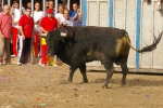El Cerril y Jovens del Bou protagonistas de las tarde taurina.