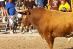 ?ltimos toros de las fiestas 