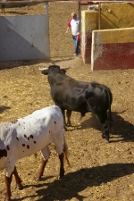 ?ltimos toros de las fiestas 