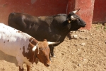 ?ltimos toros de las fiestas 