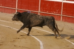 Pablo Hermoso de mendoza rejoneador. 
