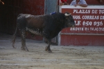 Errique Ponce.