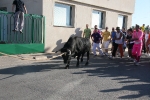 El tradicional 'bou en corda' agotó a todos
