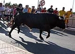 El tradicional 'bou en corda' agotó a todos