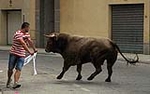 Dos toros de la ganaderia del Castell, cubrieron los actos taurinos de ayer