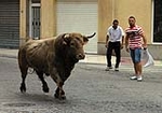 Dos toros de la ganaderia del Castell, cubrieron los actos taurinos de ayer