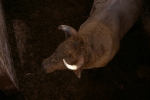 Dos toros de la ganaderia del Castell, cubrieron los actos taurinos de ayer