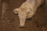 Dos toros de la ganaderia del Castell, cubrieron los actos taurinos de ayer