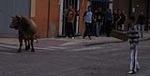 Dos toros de la ganaderia del Castell, cubrieron los actos taurinos de ayer