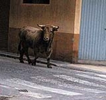Dos toros de la ganaderia del Castell, cubrieron los actos taurinos de ayer