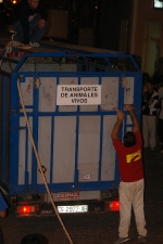 Toro enbolado hecce homo.