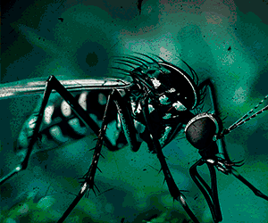 https://mosquitigre.san.gva.es/ca/